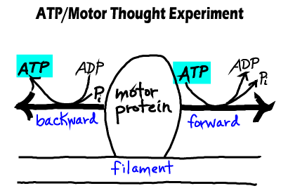 ATP/Motor Thought Experiment