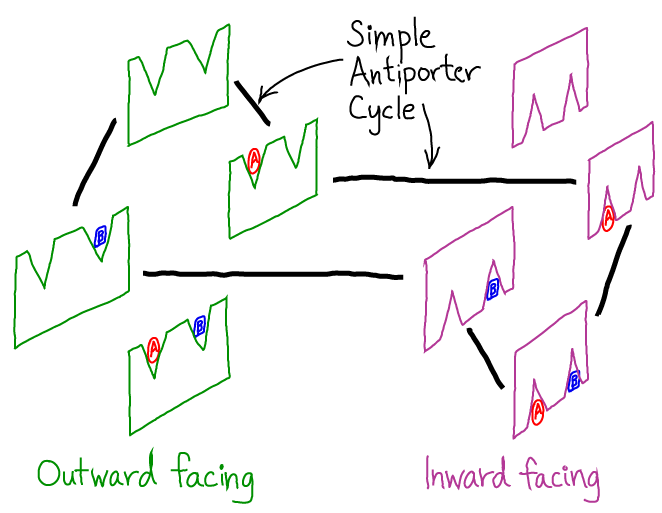 Antiporter Cycle Expanded