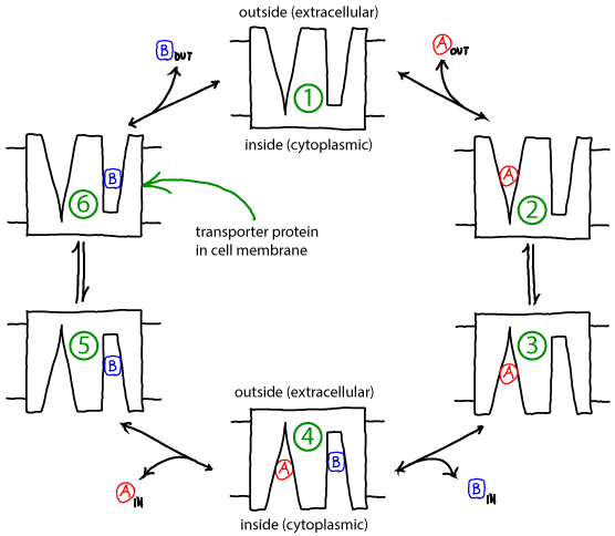 Antiporter cycle