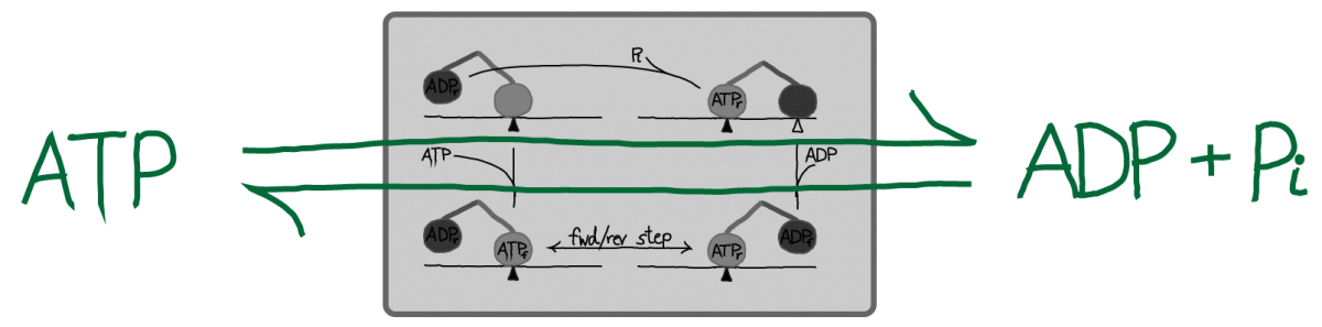 Kinesin as Catalyst