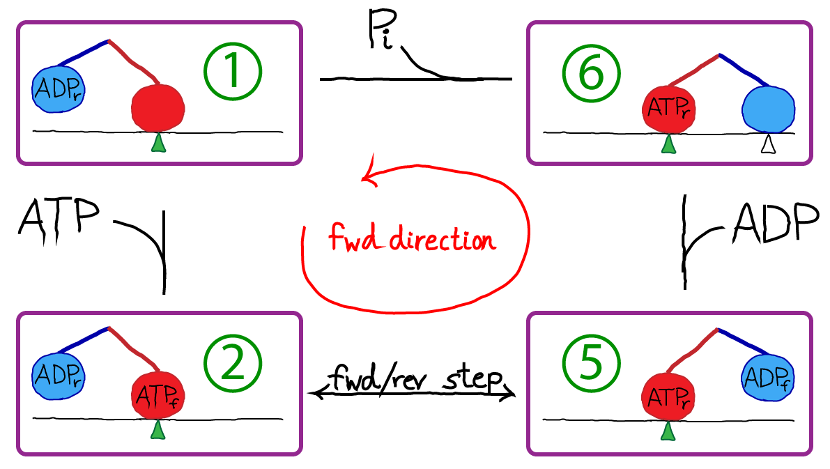 Kinesin Cycle Numbered