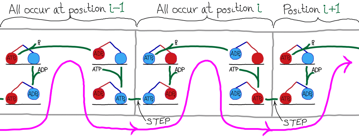 Kinesin Microbubule