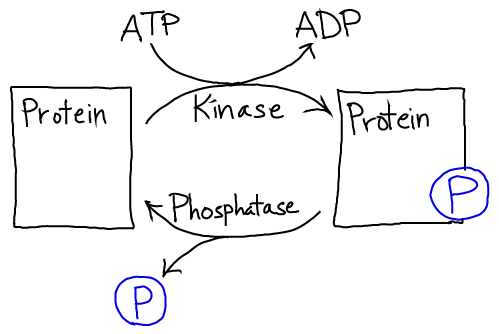 Phosphor ATP Hydrolysis