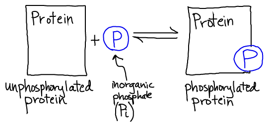 Phosphor Simple